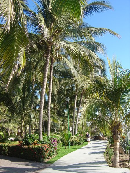 Flora of Paradise Village